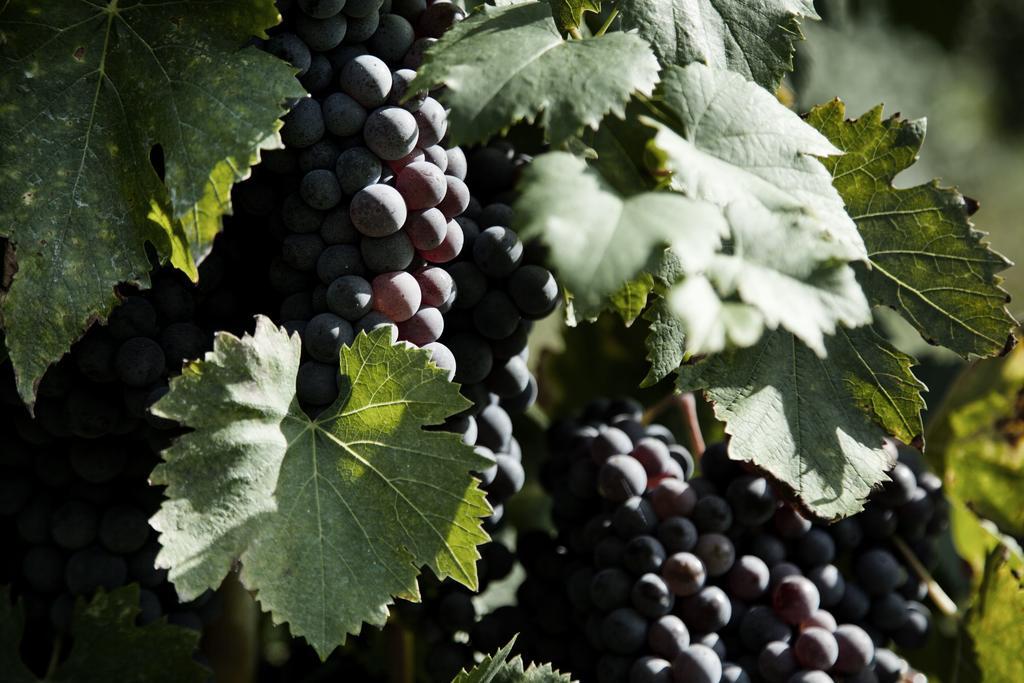 Tenuta Di Colle Alberti Agriturismo Villa Cerreto Guidi Eksteriør bilde