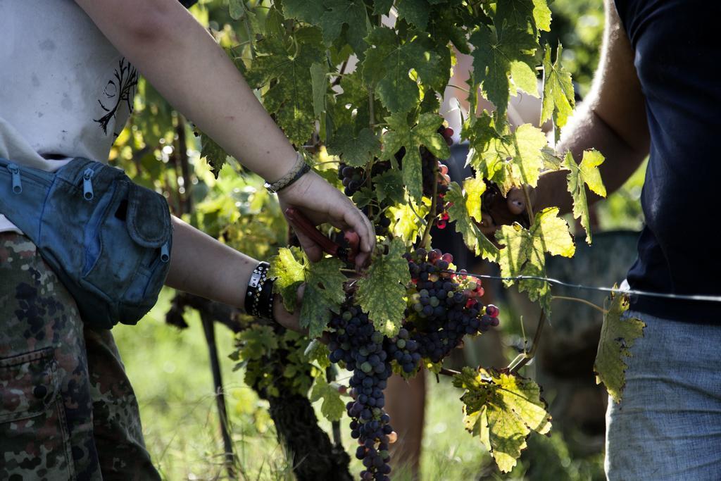 Tenuta Di Colle Alberti Agriturismo Villa Cerreto Guidi Eksteriør bilde