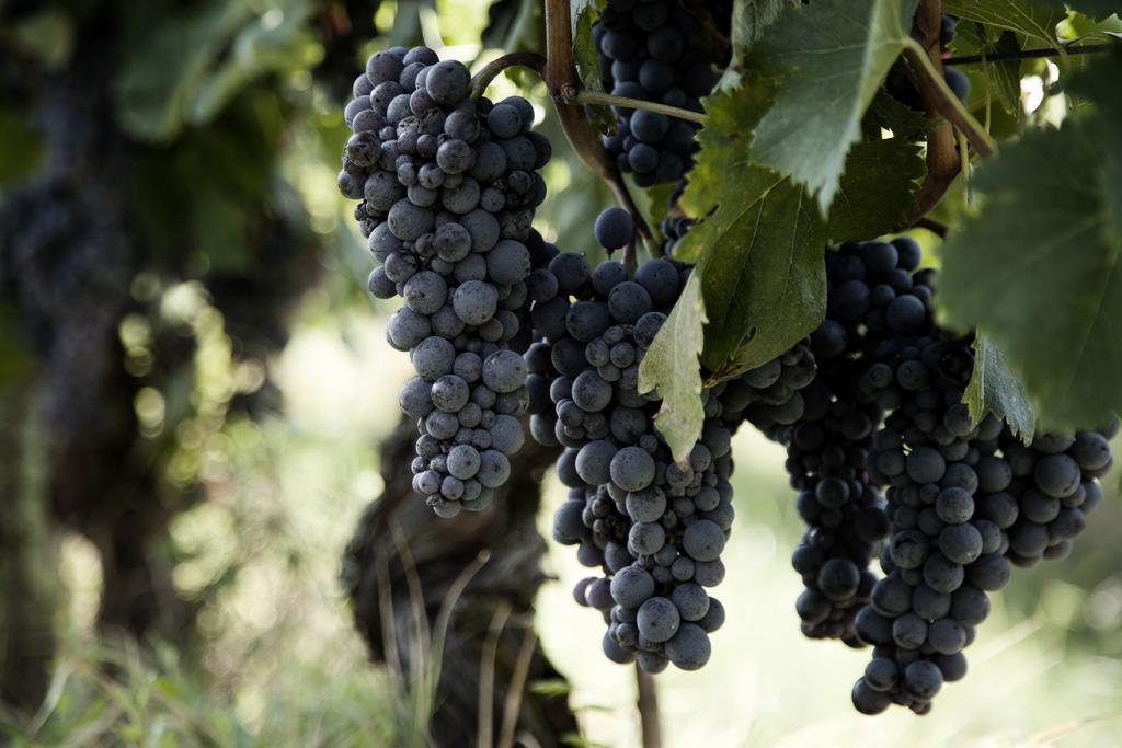 Tenuta Di Colle Alberti Agriturismo Villa Cerreto Guidi Eksteriør bilde