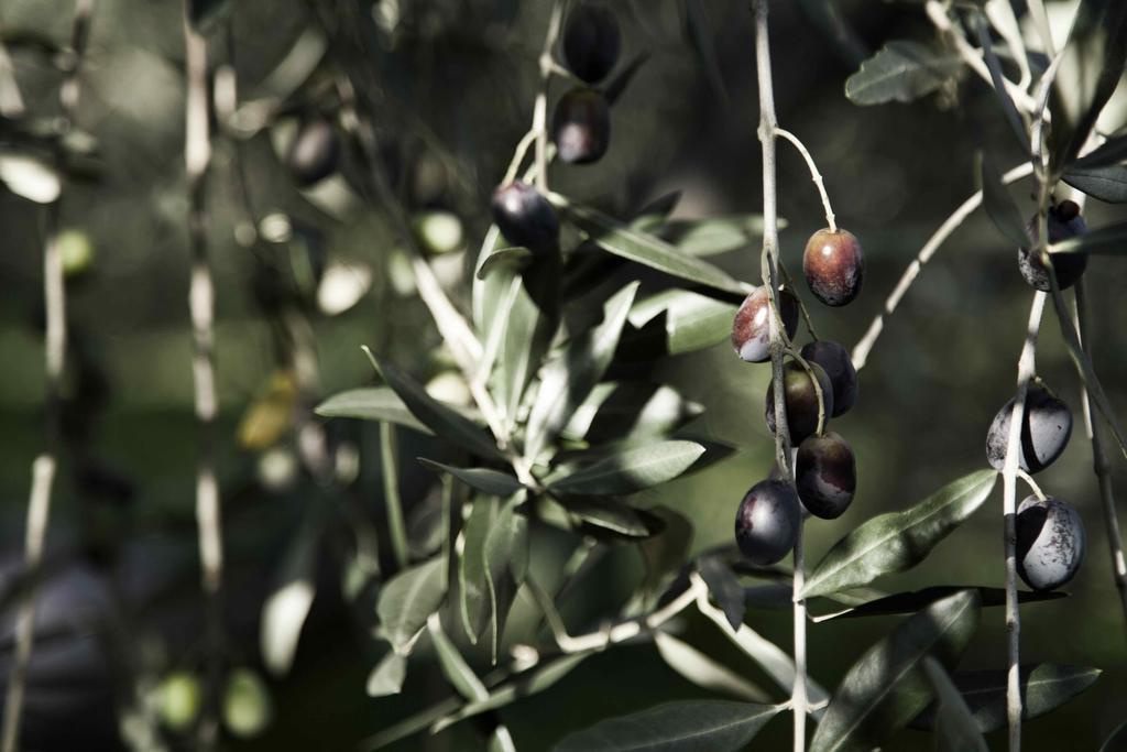 Tenuta Di Colle Alberti Agriturismo Villa Cerreto Guidi Eksteriør bilde