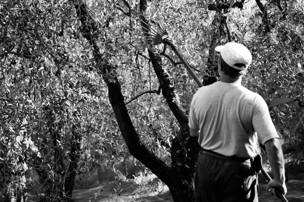 Tenuta Di Colle Alberti Agriturismo Villa Cerreto Guidi Eksteriør bilde